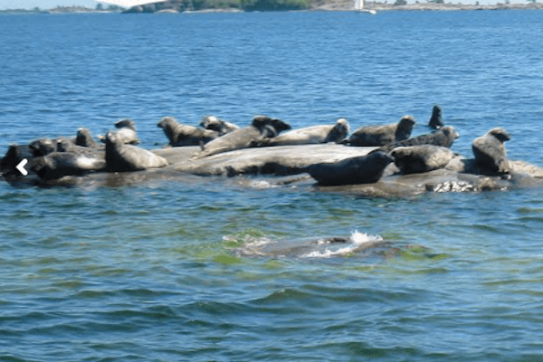 stockholmadventures.com