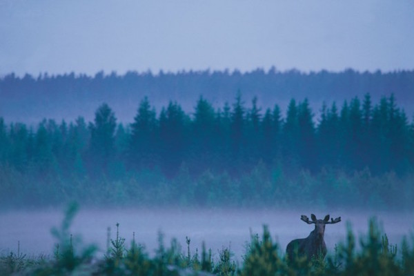 wildsweden.se Photo_Lars_Gabrielsson-e1270810558340