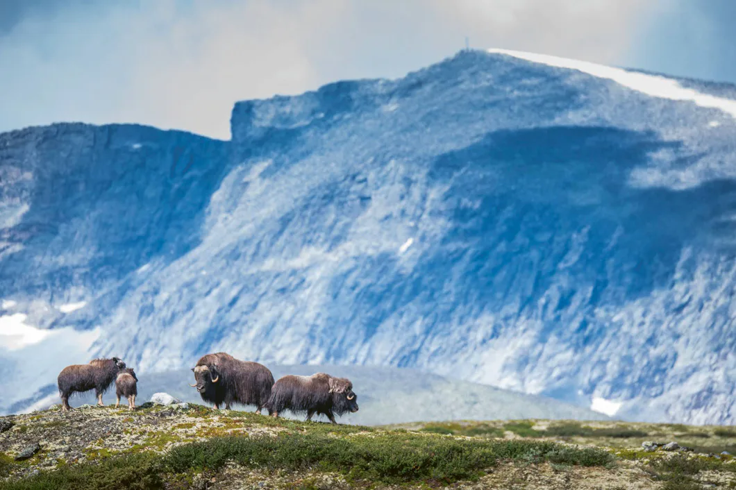 Natur und Outdoor-Abenteuer in der Region Jämtland-Härjedalen und ...