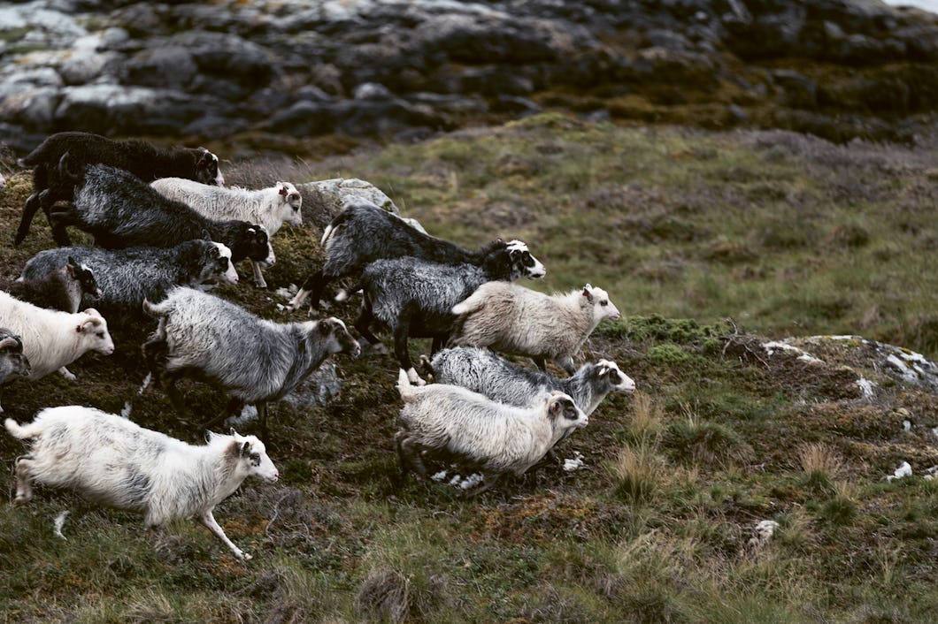 Auf Frøya ist eine der größten Wildschafpopula- tionen zu Hause.