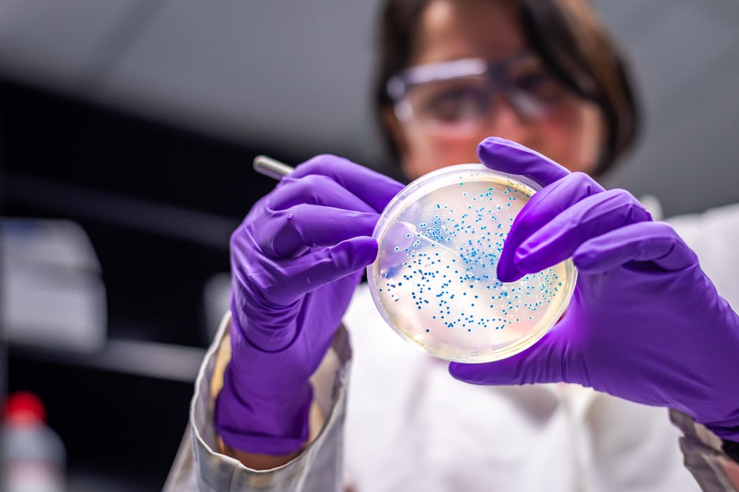 Kvinna forskare som utför undersökning av bakterie-kultur pläterar