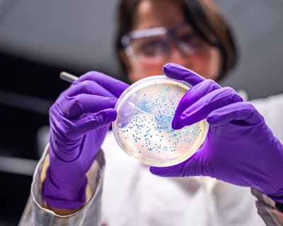 Kvinna forskare som utför undersökning av bakterie-kultur pläterar