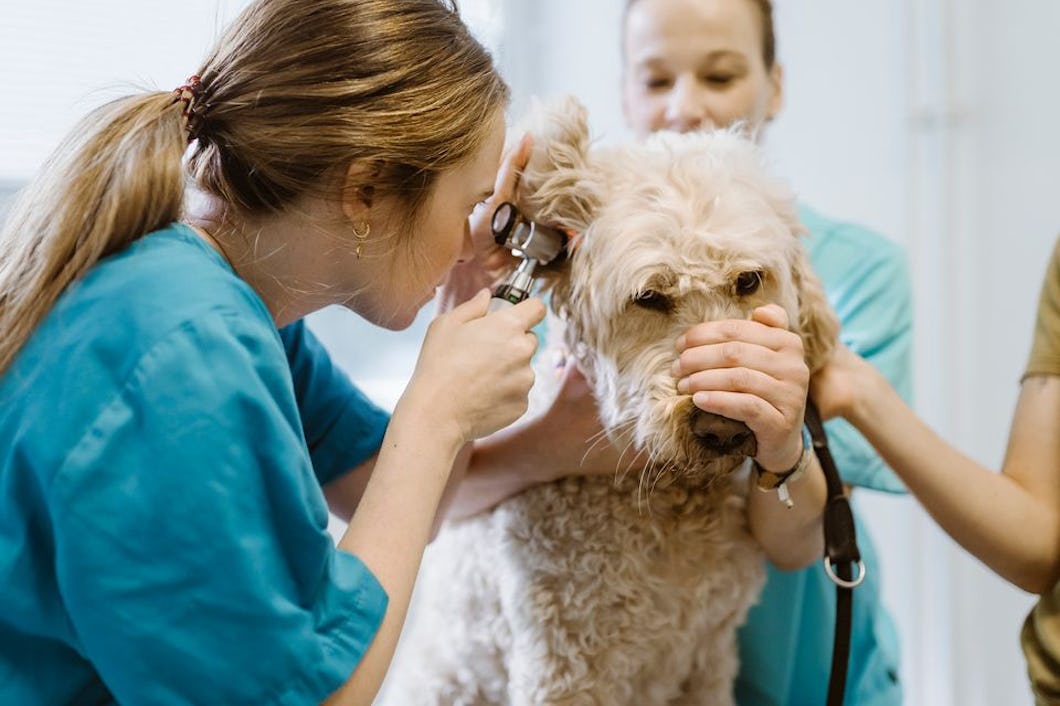 En veterinär undersöker en hunds öra medan två assistenter håller hunden stilla.