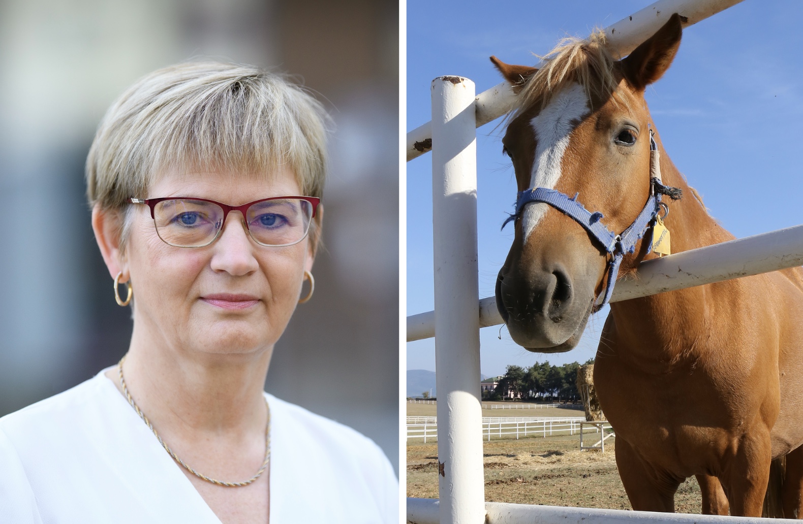 En delad bild visar Eva-Lena Bergens till vänster och en brun häst vid ett staket till höger.