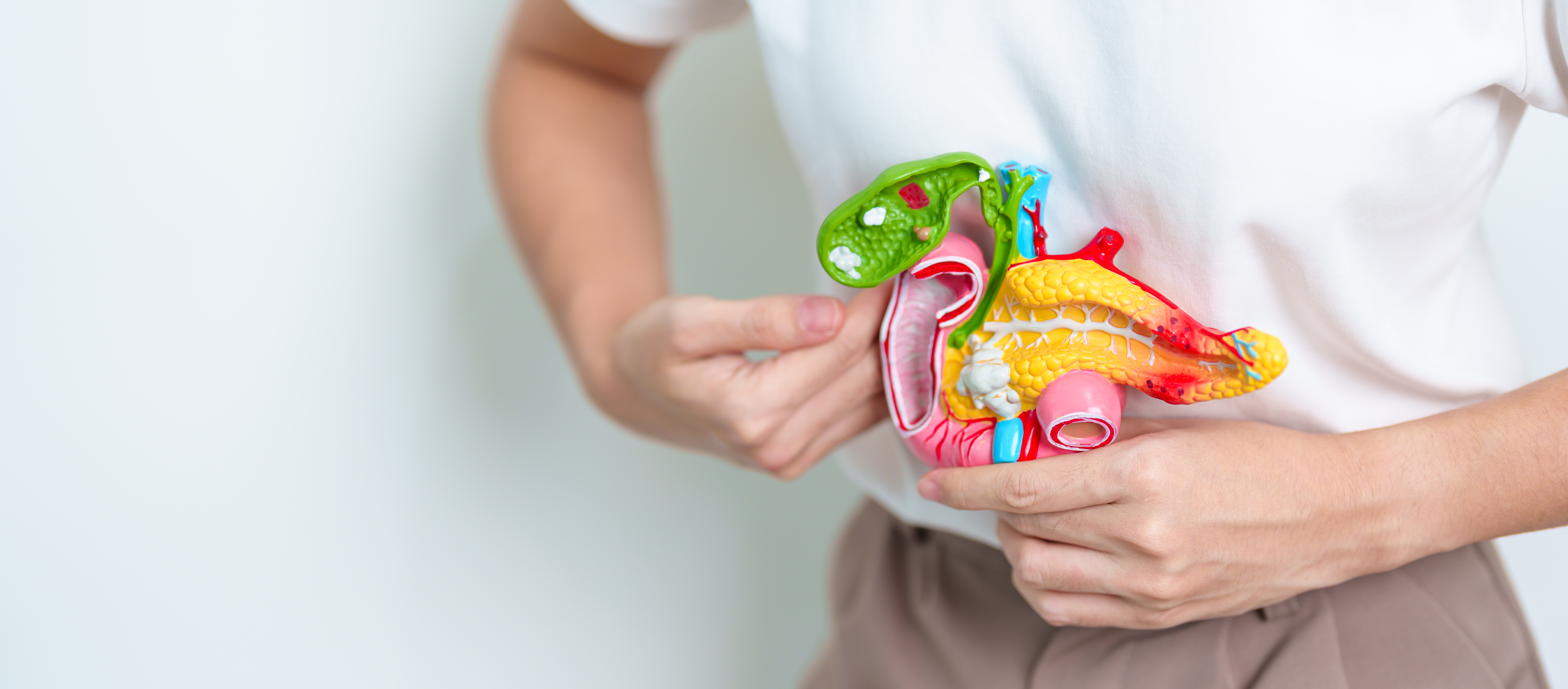 Person håller en anatomisk modell av människans matsmältningssystem mot sin överkropp och visar inre organ.