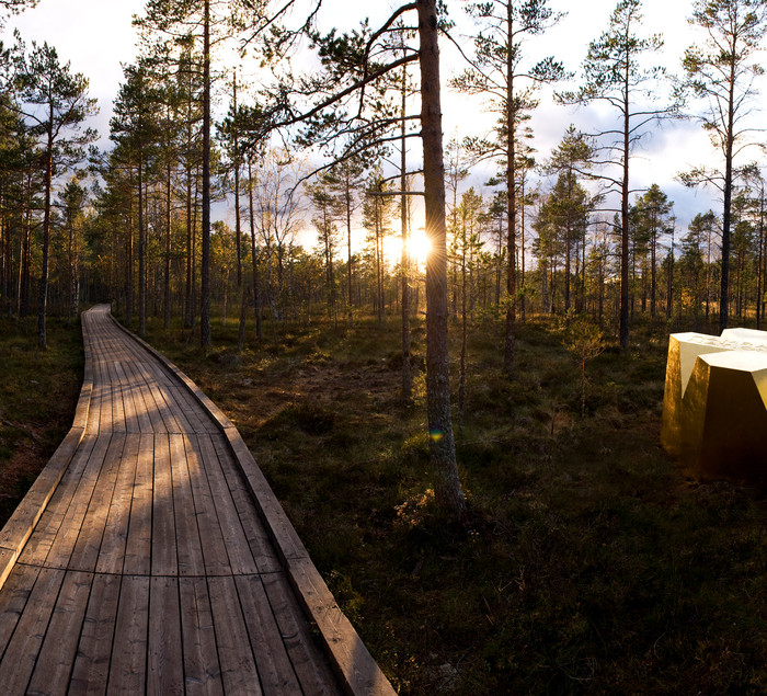 Hamra nationalpark, med sina entréer av White arkitekter, är ett av projekten i "Woodland Sweden".