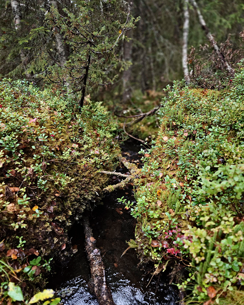 En liten bäck rinner genom tät växtlighet och stenar täckta av mossa i en skog.