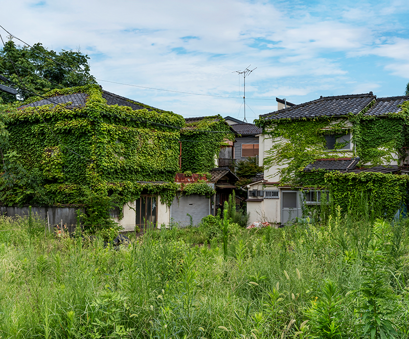 Två hus med tegeltak är täckta av växande klätterväxter och omgivna av högt gräs under en delvis molnig himmel.