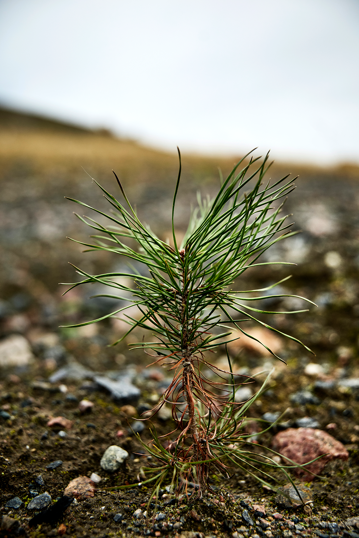 En tallplanta växer i stenig jord med en suddig bakgrund utomhus.