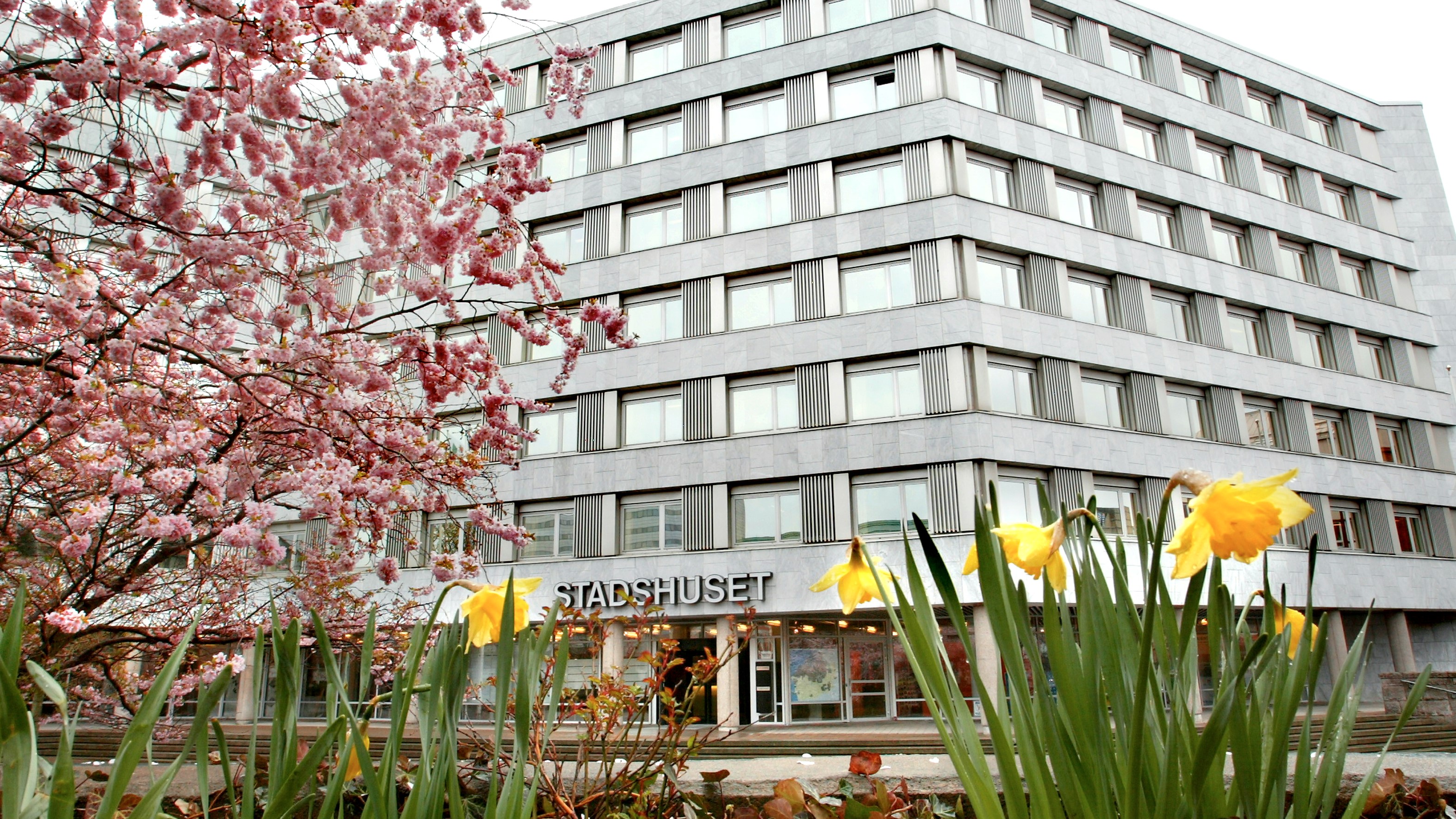 En grå byggnad i flera våningar med skylten "STADSHUSET", körsbärsträd och påskliljor syns i förgrunden.