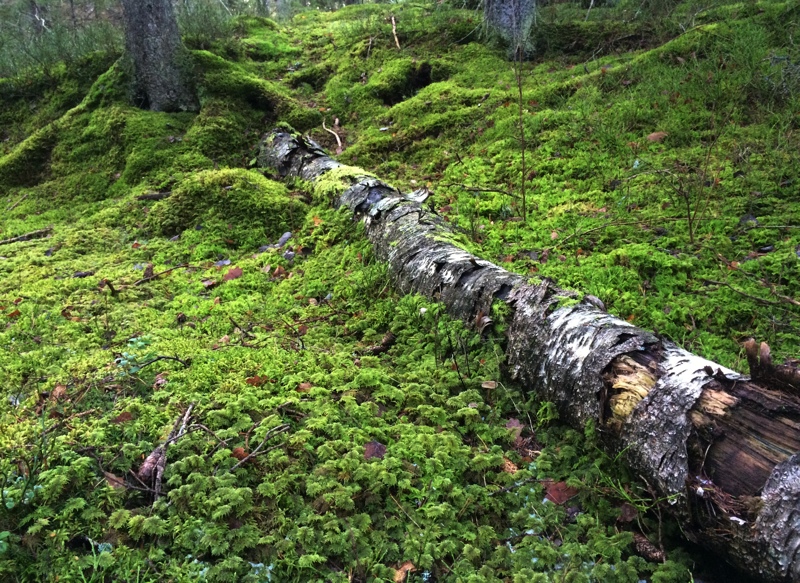 Skog i Tyresta nationalpark. Foto: Erik Hansson