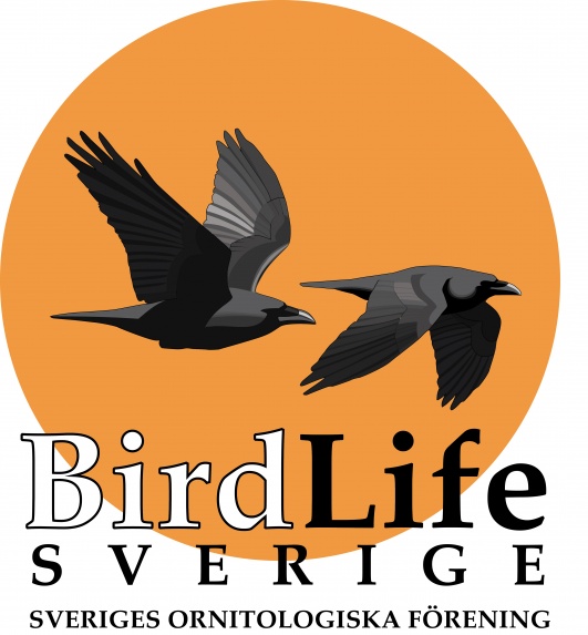 Förslag på Birdlife Sveriges logga. Skapad av Frida Nettelbladt och Dan Zetterström.