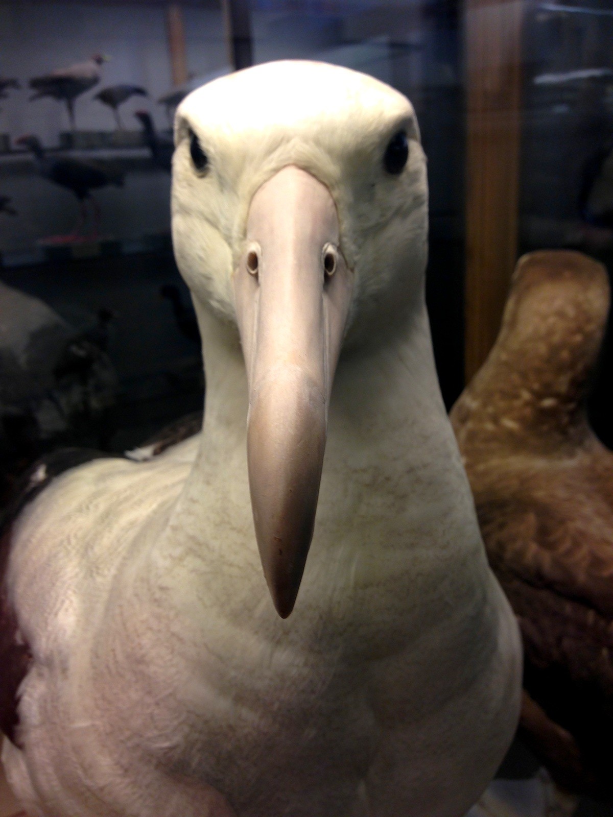Albatross från Naturhistoriska museet i Göteborg. Foto: Erik Hansson