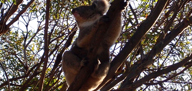 Koala på Kangaroo Island. Foto: Daniel Löthgren