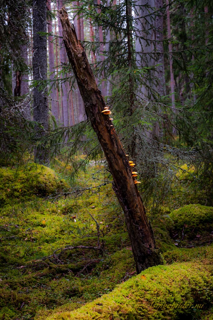 Skog. Foto: Stefan Persson