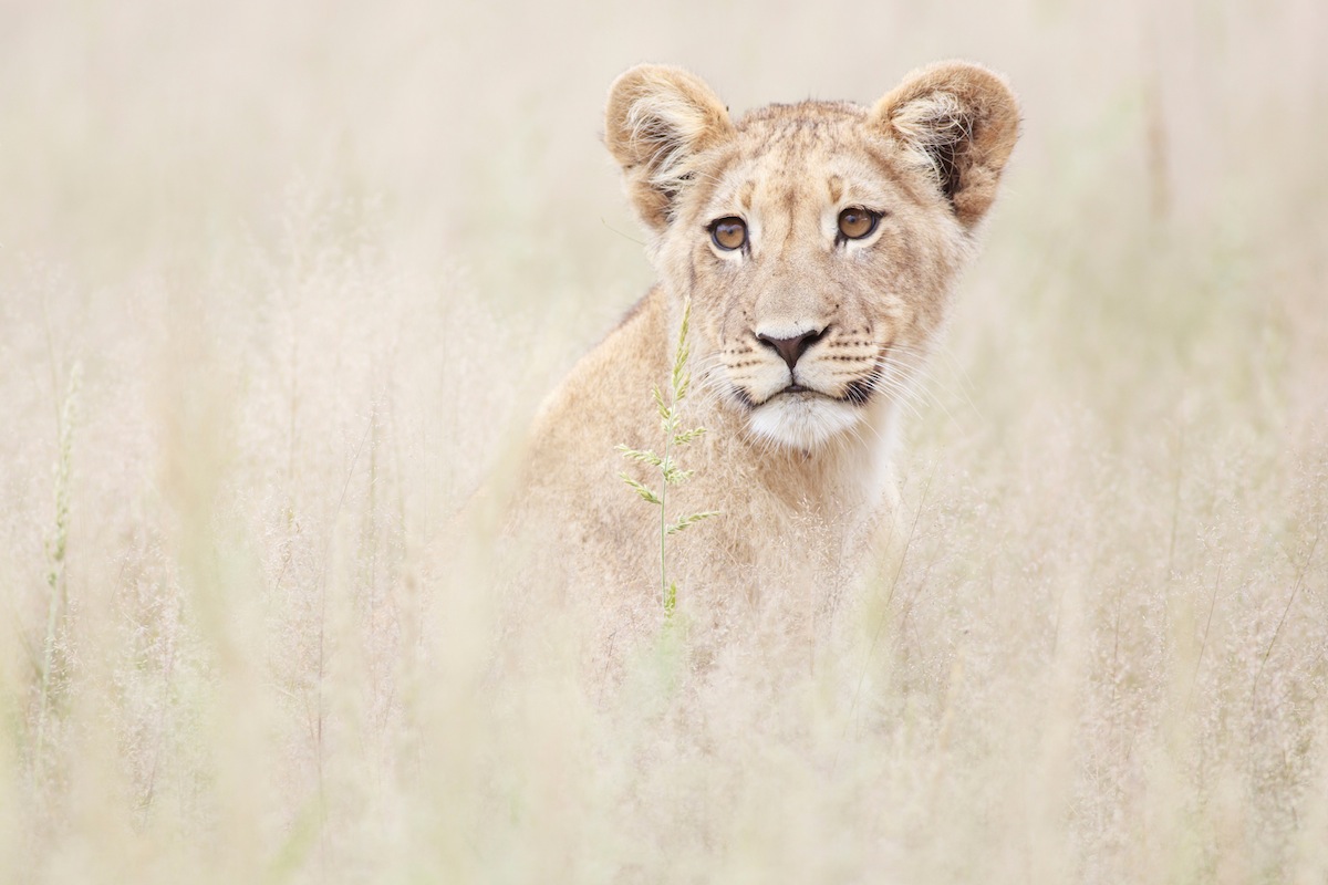 "Young Lion". Tvåa i djurporträttskategorin. Foto: Carsten Ott/GDT