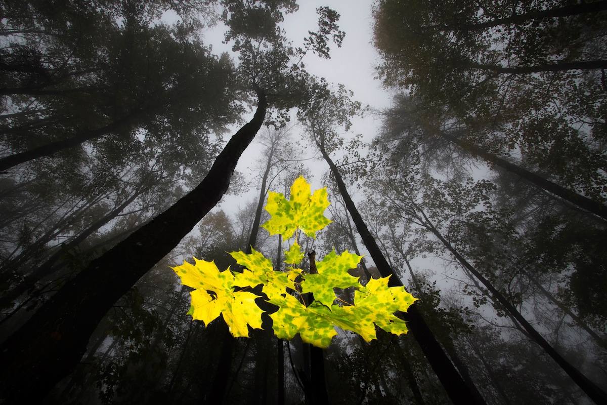 "Maple Leaves in Fog Forest". Tvåa i växter- och svampkategorin. Foto: Joachim Wimmer/GDT