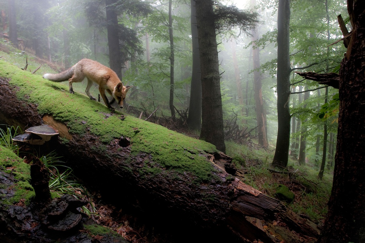 "Fox in Fog Forest". Tvåa i däggdjur-kategorin. Foto: Klaus Echie/GDT