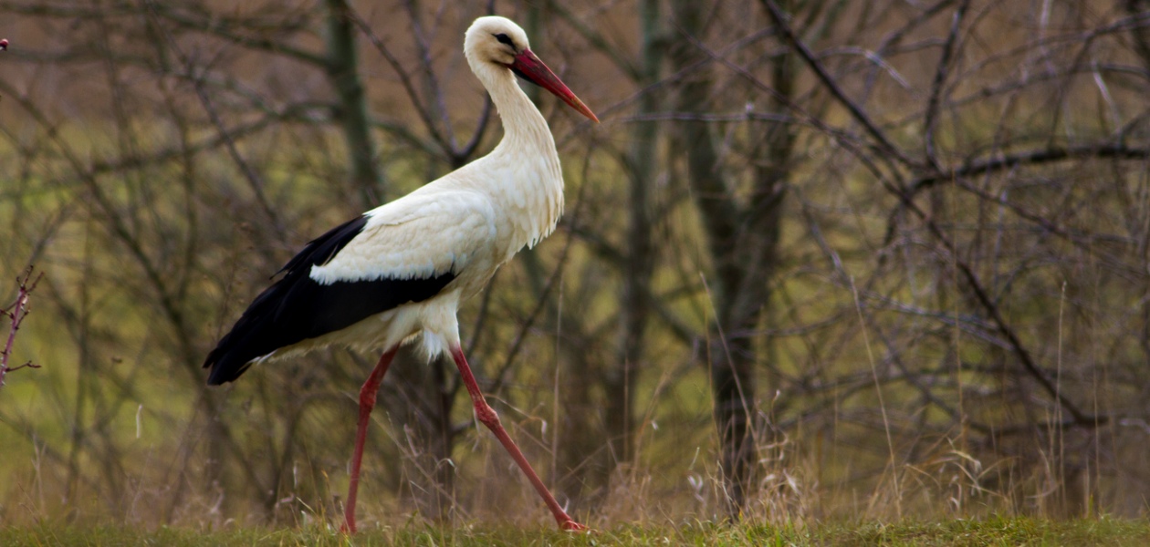 Vit stork. Foto: Erik Hansson