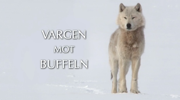 "Vargen mot buffeln" – en naturdokumentär som finns att se på SVT Play till den 26 maj 2013.