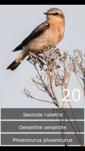 Swedish Birds Quiz. Här med latinska fågelnamn.