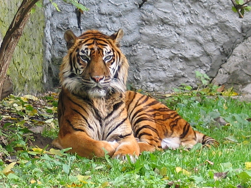 Sumatratiger. Foto: Monka Betley [GFDL (http://www.gnu.org/copyleft/fdl.html) or CC-BY-SA-3.0 (http://creativecommons.org/licenses/by-sa/3.0/)], via Wikimedia Commons