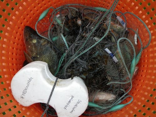 Nedbrytbara fiskeredskap förhindrar spökfiske – Natursidan