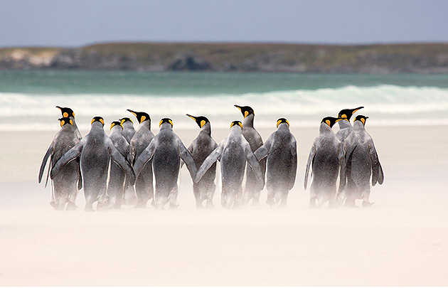 Pingvinliv. Foto: Brutus Östling