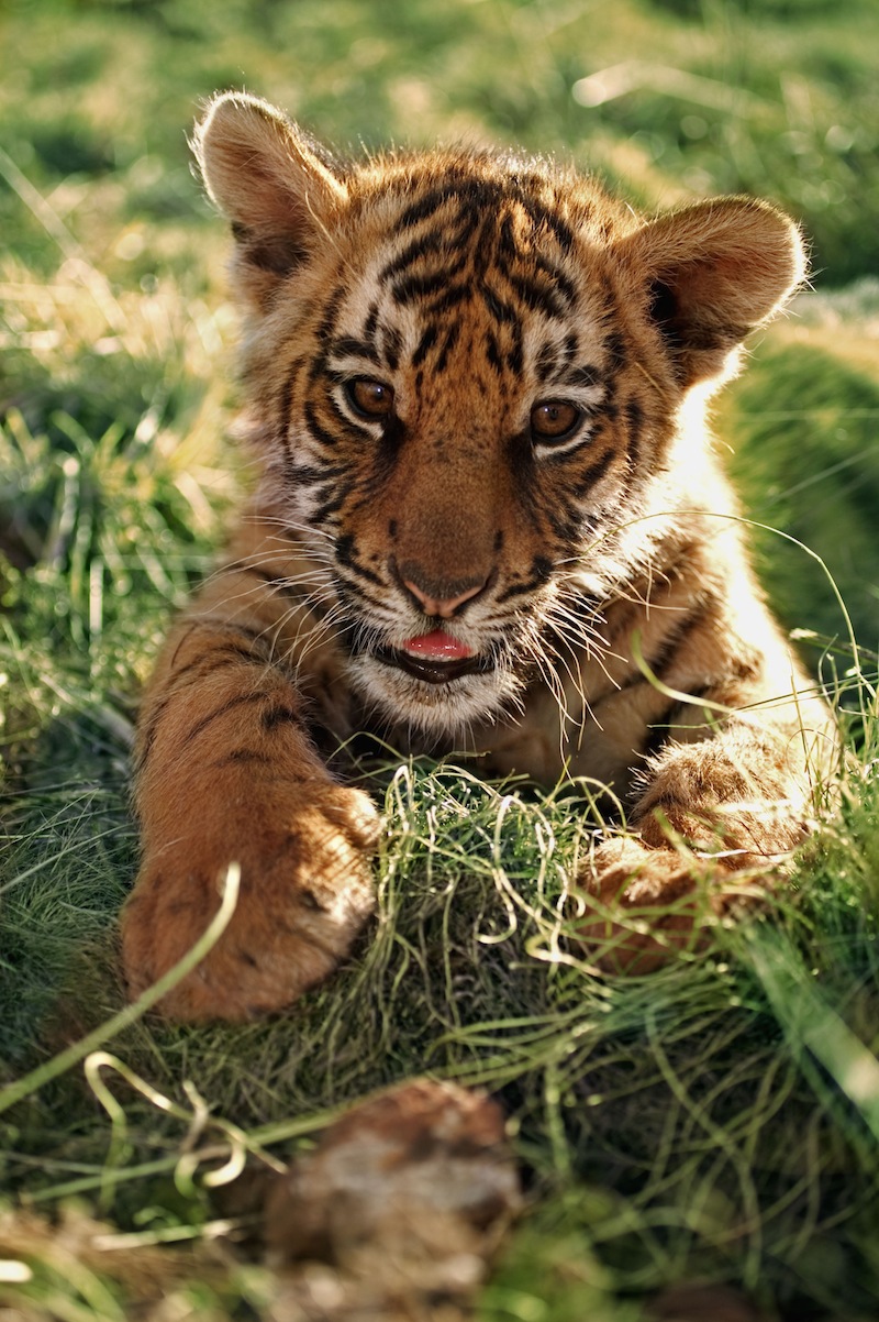 Indisk tiger. Foto: Martin Harvey /WWF-Canon