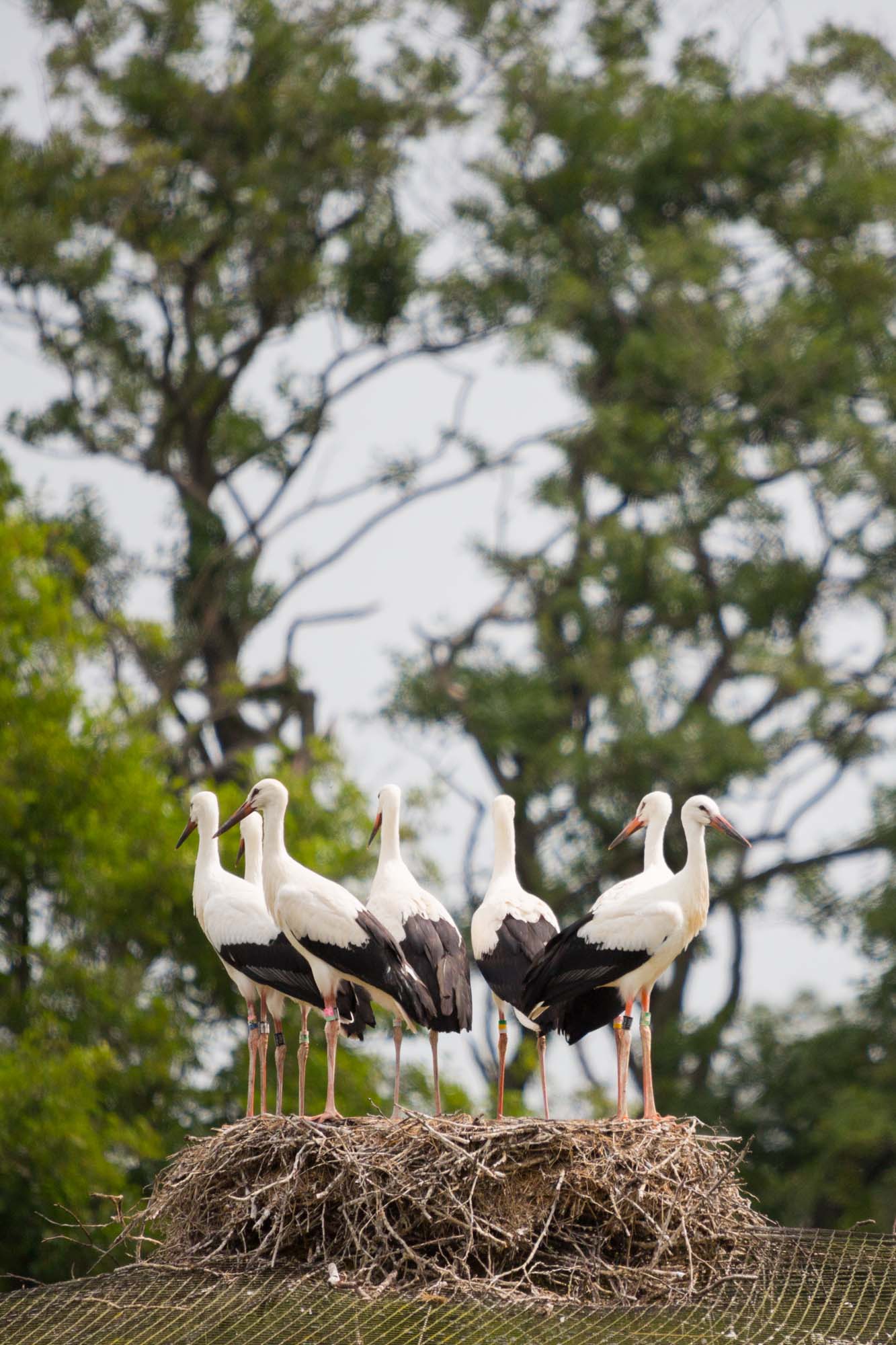 Storkar är sociala fåglar som trivs i grupp.  Foto: Daniel Andersson