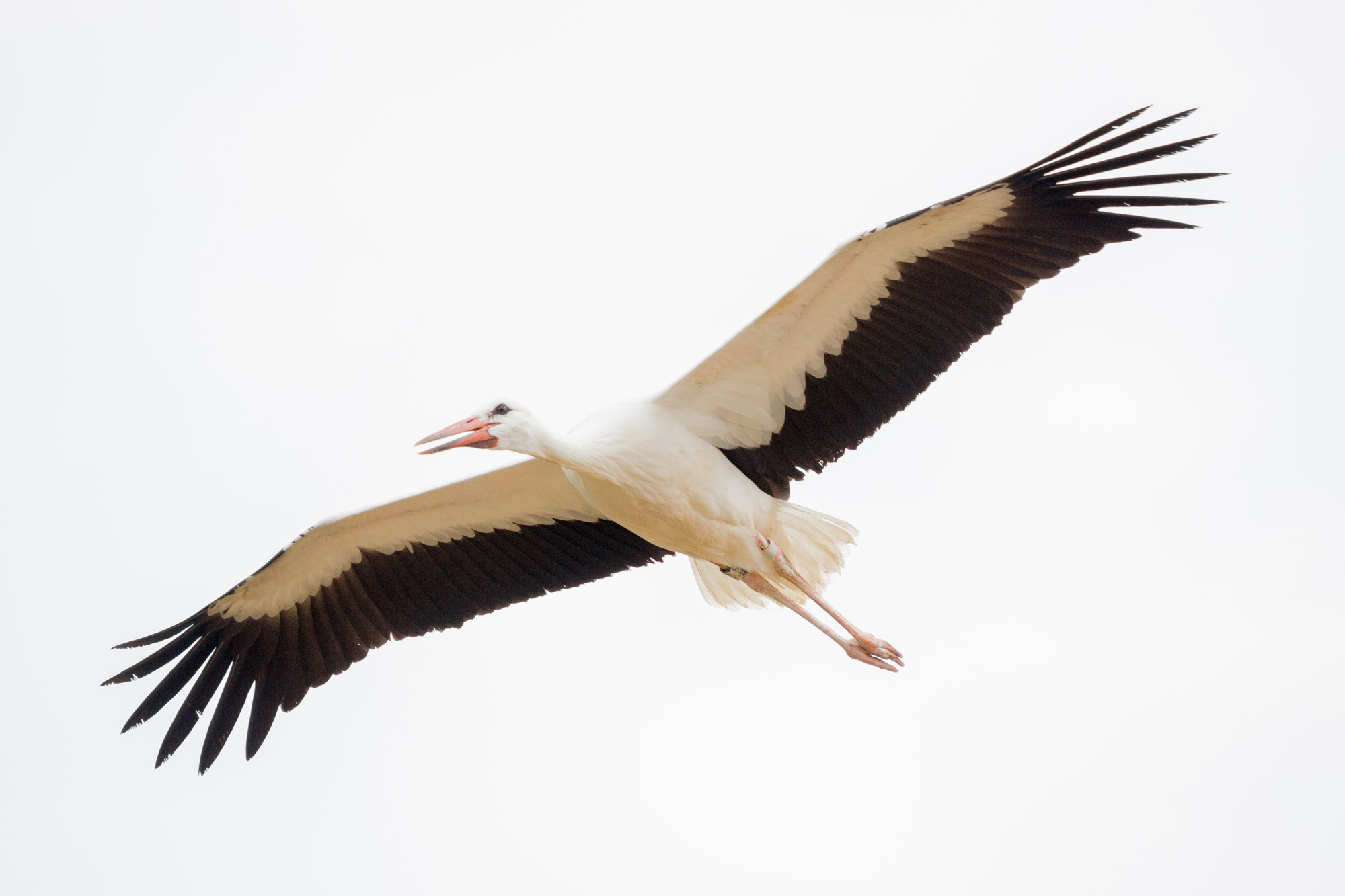 Vit stork som får pröva sina vingar i frihet. Foto: Daniel Andersson