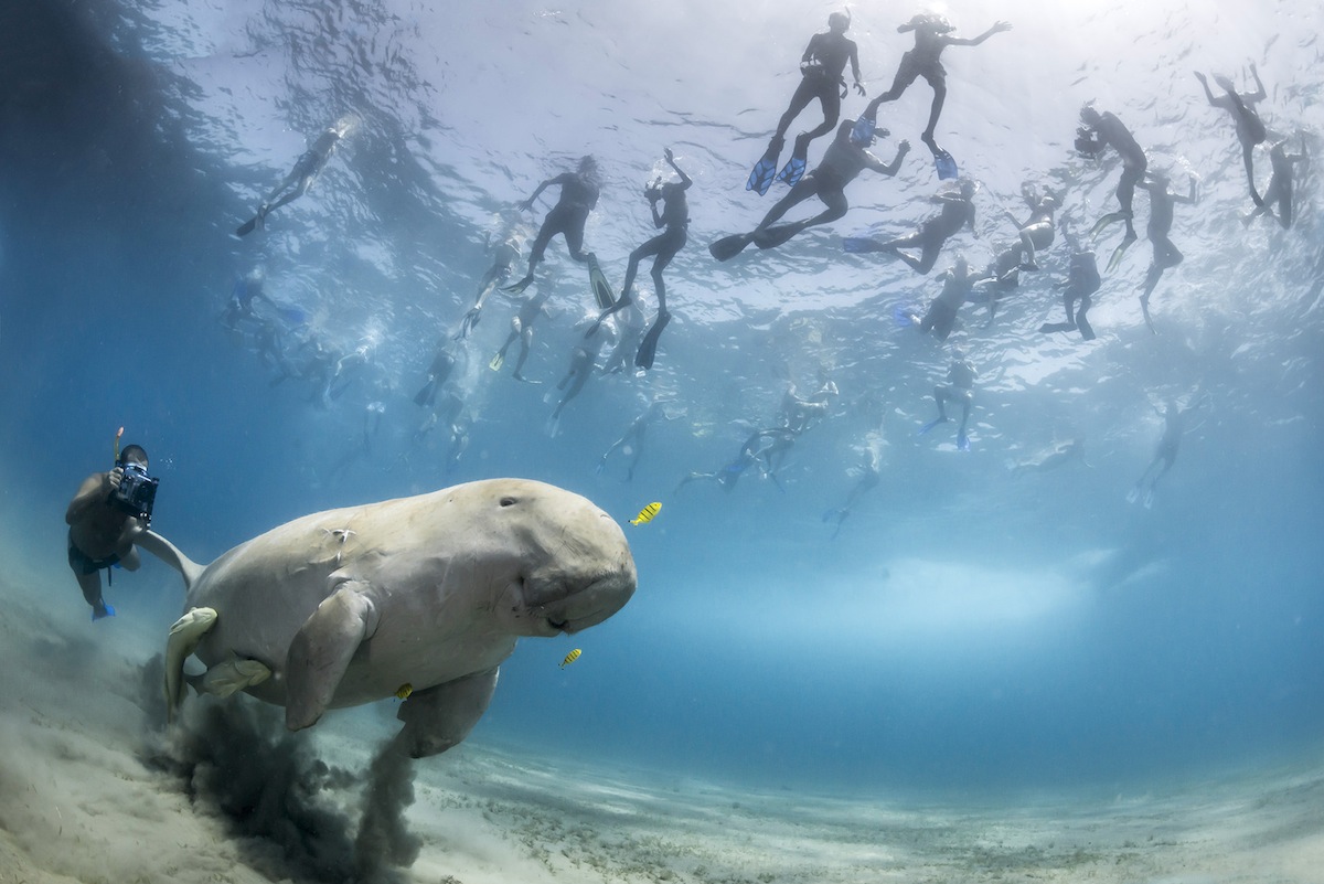 Wildlife Photographer of the Year is owned by the Natural History Museum and BBC Worldwide. Foto: © Douglas Seifert (USA)