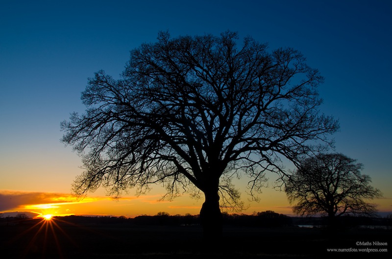 Träd i solnedgång. Foto: Maths Nilsson