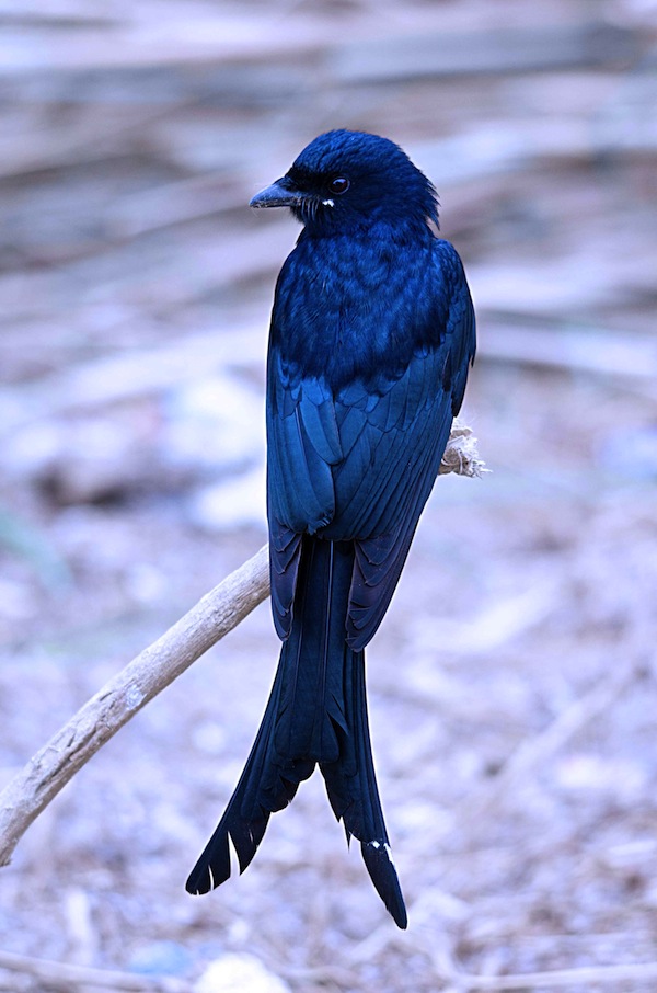 Black drongo tail. Foto: Maths Nilsson