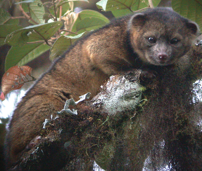Olinguito. Foto: Mark Gurney [CC-BY-3.0 (http://creativecommons.org/licenses/by/3.0)], via Wikimedia Commons