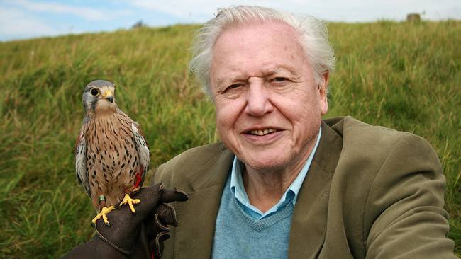 David Attenborough. Foto: SVT