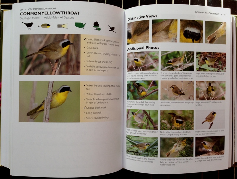 Ett vanligt uppslag i "The Warbler Guide". Små symboler som visar färgsättningen och var fågeln brukar röra sig och sedan mängder av färgbilder.