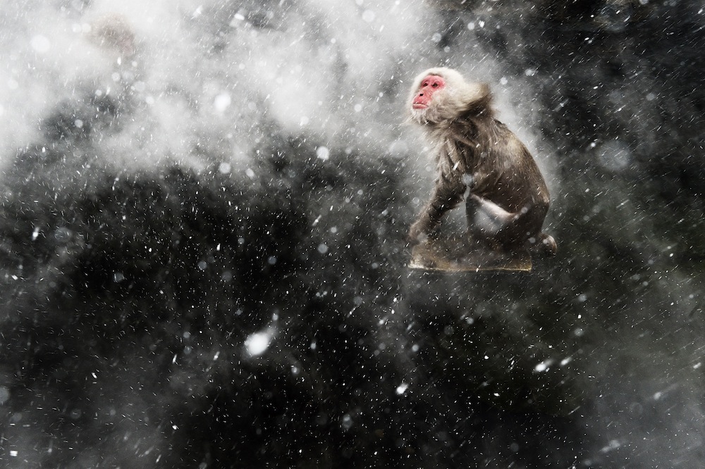 Macaca fuscataJigokudani, JapanJapanese macaque in blizzard