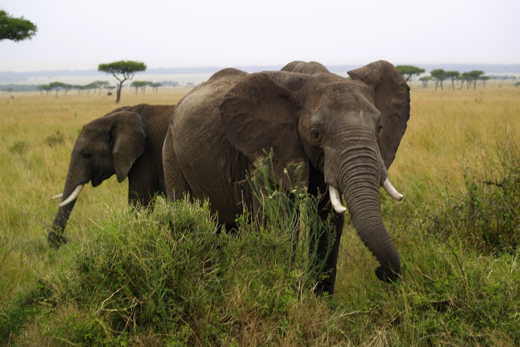 Afrikansk elefant. Foto: Kristian Littke 