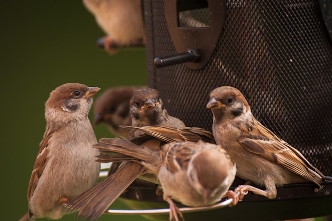 En grupp pilfinkar som sitter på en fågelmatare.