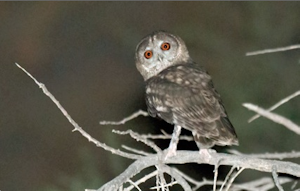 Omani Owl. Foto: Aound Approach