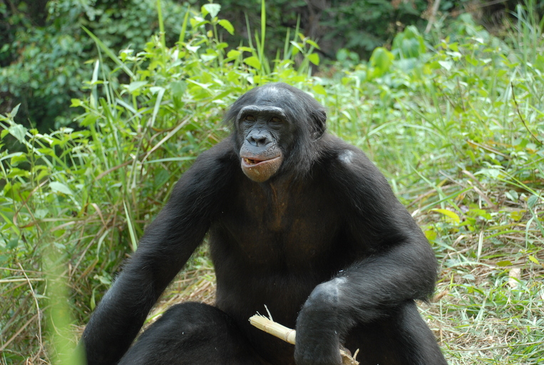Bonobo. Foto: Pierre Fidenci via Wikimedia Commons