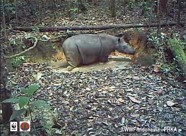 Noshörning på Borneo. Foto: WWF
