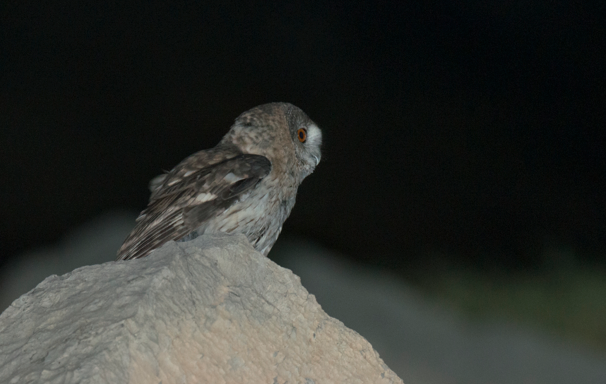 Omani Owl. Foto: Sound Approach