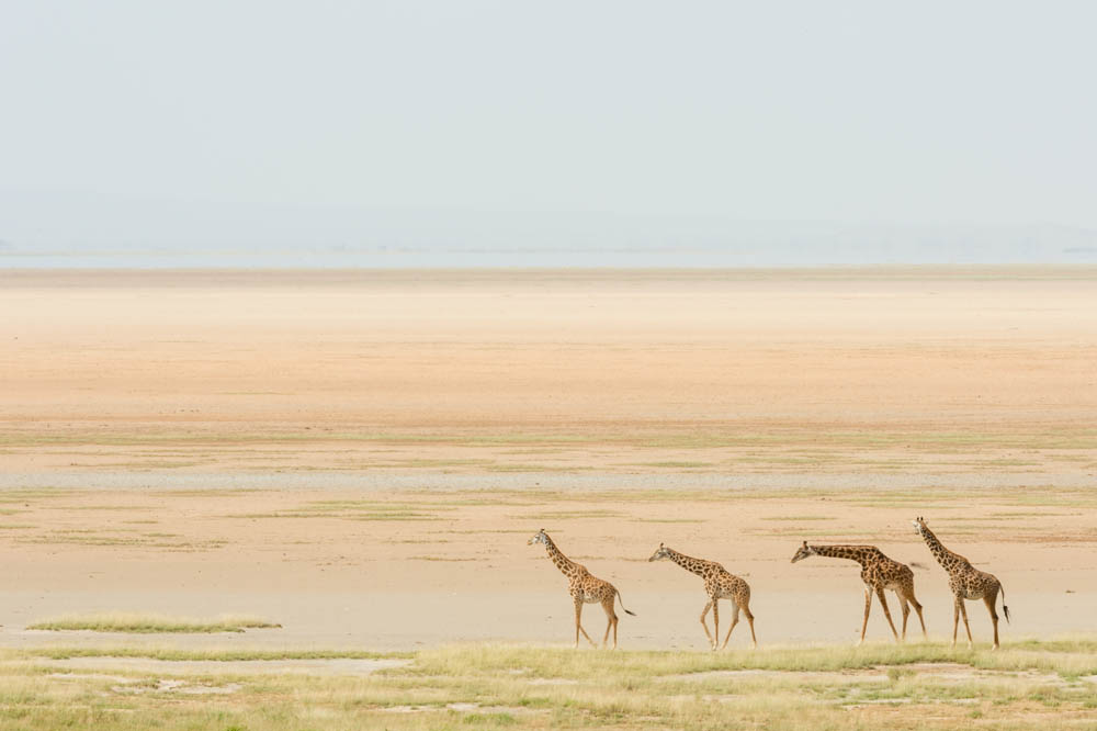 Februari 2013, Kenya, Amboseli National Park, vi är på väg mot Tanzania när dessa ensamma giraffer dyker upp intill den uttorkade saltsjön.