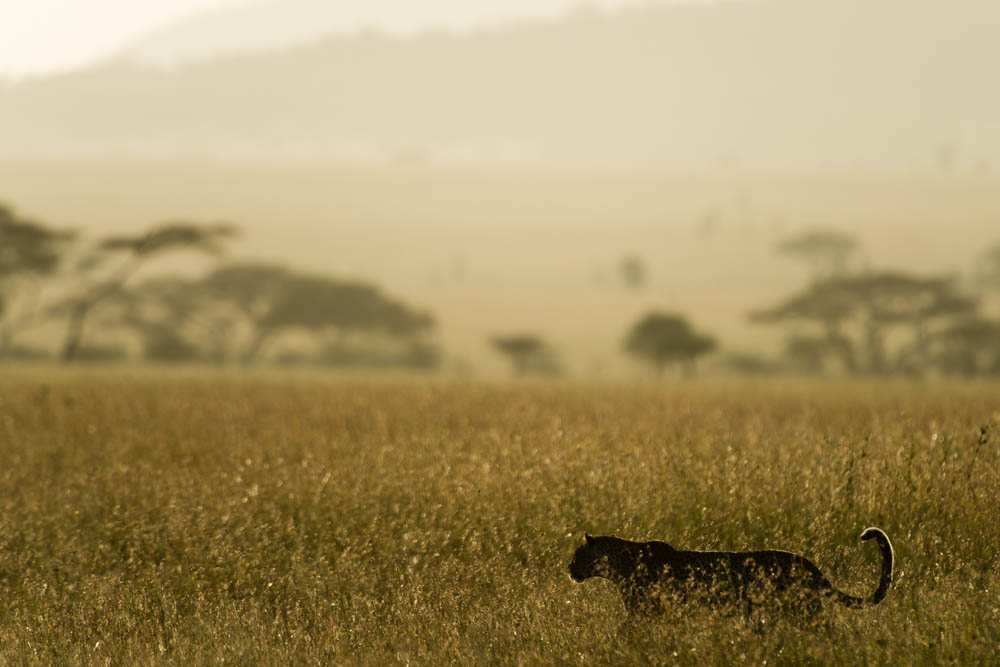 Februari 2013, Serengeti National Park. En leopard passerar på avstånd. Många fotografer glömmer landskapet och fotograferar mest närbilder av djuren med långa telen. Jag försöker att istället skildra djuren i landskapet.