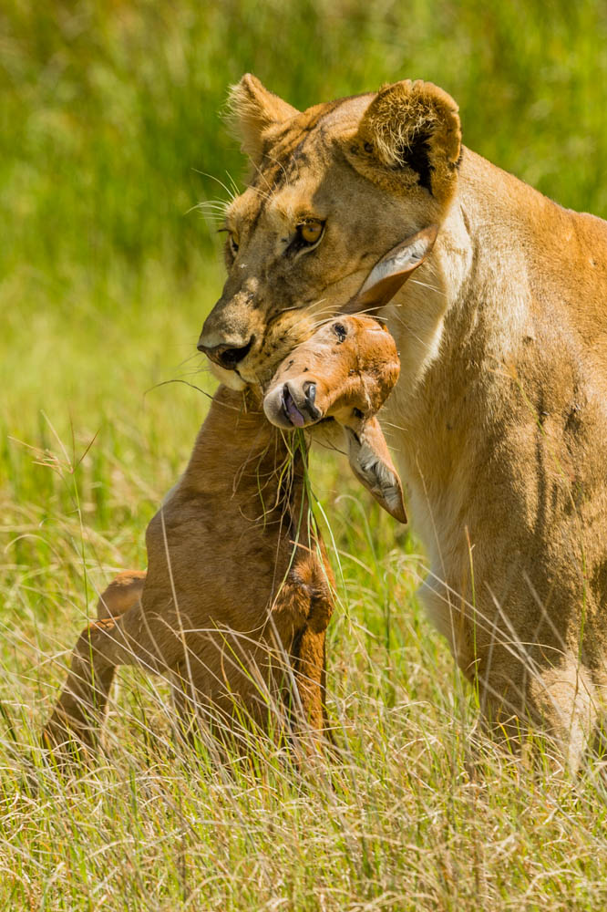 Februari 2013, Serengeti National Park. Vi har turen att få syn på en ensam lejonhona som precis dödat sitt byte. Hon passerar precis framför bilen och verkar inte bry sig om oss. Som tur är så är det bara vi här, annars kan det vara kaos med alla jeepar med turister som ska få en skymt av rovdjuren