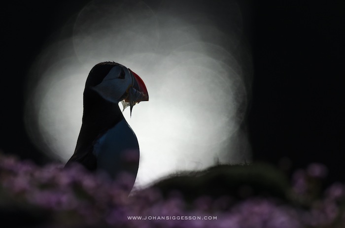 "Silhoette of puffin". Foto: Johan Siggesson