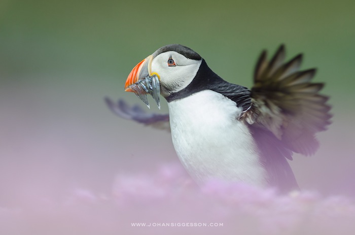"Flapping Atlantic Puffin with Sandeels". Foto: Johan Siggesson