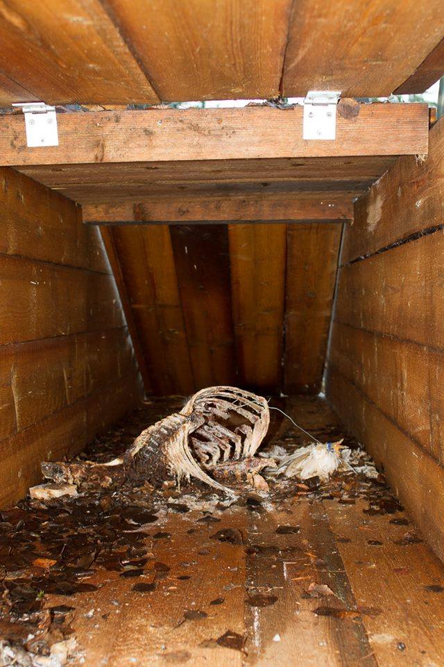 Fällan som hittades innehöll rester av rådjur och kråka som lockbete. Foto: APU (Anti Poaching Unit)